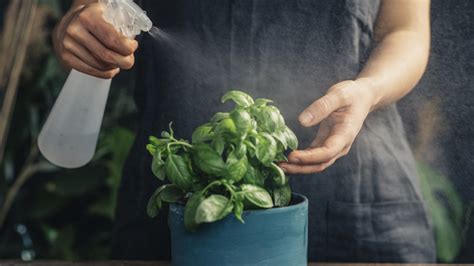 moisture meter basil|basil plant care watering.